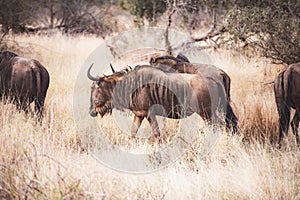 Wild Wildebeest or gnu close ups in Kruger National Park, South Africa