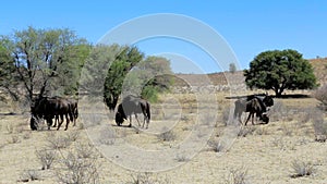 Wild Wildebeest Gnu grazing