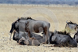 Wild Wildebeest Gnu