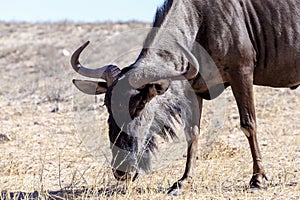 A wild Wildebeest Gnu grazing grassland