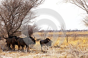 Wild Wildebeest Gnu