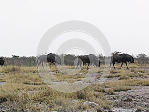 Wild wildebeest gnu standing in savanna of Etosha National Park, Namibia