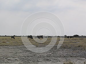 Wild wildebeest gnu standing in savanna of Etosha National Park, Namibia