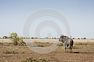 Wild wildebeest standing in a burned savannah, Kruger national park, SOUTH AFRICA