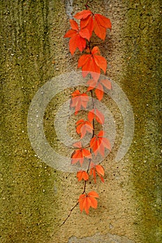Wild wine leaves in autumnal colors on a concret wall