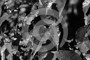 Wild wine nature in black and white at a garden