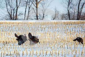 Wild Wisconsin turkeys meleagris gallopavo in the courtship ritual on a harvested corn field in March
