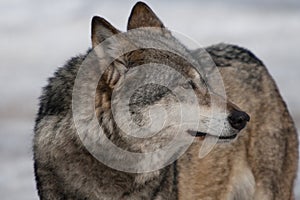 Wild wolf