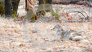 Wild wolf animal, coyote or coywolf, Yosemite forest wildlife, California fauna