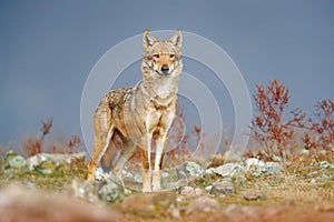 Wild Wolf, Canis lupus, in the nature habitat. Beautiful animal in stone hill, face contact in the rock, Rhodopes mountain
