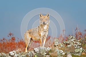 Wild Wolf, Canis lupus, in the nature habitat. Beautiful animal in stone hill, face contact in the rock, Rhodopes mountain