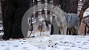 Wild wolf, coyote or coywolf, winter snowy fores, California wildlife fauna, USA