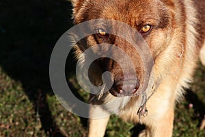 Wild wolf dog