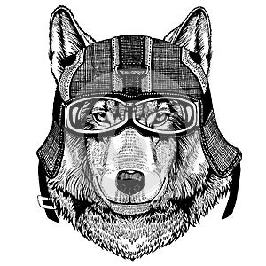 Wild wolf, dog Hipster animal wearing motorycle helmet. Image for kindergarten children clothing, kids. T-shirt, tattoo