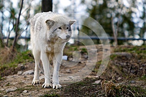 Wild wolf in a forrest