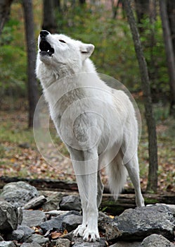 Wild wolf howling