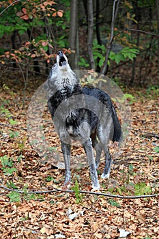 Wild wolf howling