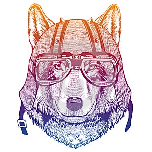 Wild wolf wearing motorcycle helmet. Speed and road. Vintage style vector illustration. Face of dangerous animal