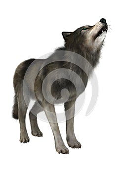 Wild Wolf on White