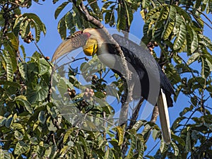 Wild Wonder: Wreathed Hornbills Seeking Sustenance on Branches