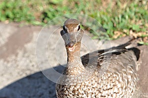 Wild Wood Duck with an open mouth head, neck and beak photo