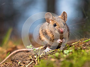 Wild wood mouse