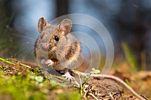 Wild wood mouse