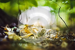 Wild wood mouse sitting on the forest floor