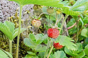 Wild wood strawberry with green and red strawberry on the plant in a garden