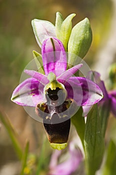Wild Woodcock orchid flower of spotted sepals - Ophrys scolopax