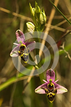 Wild Woodcock orchid flowers - Ophrys picta