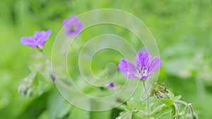 Wild woodland geranium sylvaticum swinging in the wind in the forest. Nature and summer landscape. Slow motion.