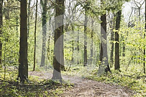 Wild woodland in springtime