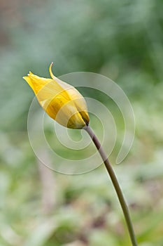 Wild woodland tulip, Tulipa sylvestris, bud of yellow flower photo