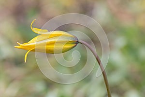 Wild woodland tulip, Tulipa sylvestris, budding yellow flower