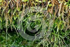 Wild woodland understory moss macro textured background.