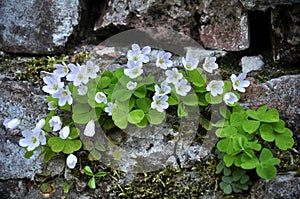 Flowering of the first spring flowers Oxalis acetosella photo