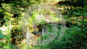 wild woods green frondage - plants, greenery and scrubs - photo of nature