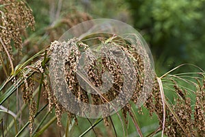 Wild Woolgrass - Scirpus cyperinus