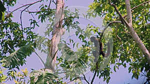 A wild Woolly monkey, Lagothrix, resting on a branch in the Amazon rainforest, Ecuador, South America.