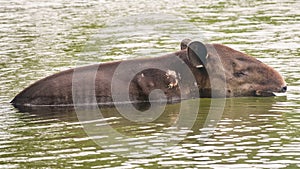 Wild wounded tapir crossing a river