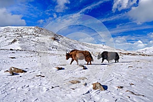 Wild yak, Bos mutus, large bovid native to the Himalayas, winter mountain codition, Tso-Kar lake, Ladakh, India. Yak from Tibetan