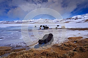 Wild yak, Bos mutus, large bovid native to the Himalayas, winter mountain codition, Tso-Kar lake, Ladakh, India. Yak from Tibetan