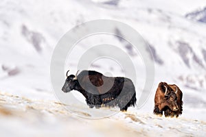 Wild yak, Bos mutus, large bovid native to the Himalayas, winter mountain codition, Tso-Kar lake, Ladakh, India. Yak from Tibetan