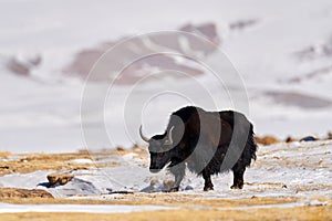 Wild yak, Bos mutus, large bovid native to the Himalayas, winter mountain codition, Tso-Kar lake, Ladakh, India. Yak from Tibetan