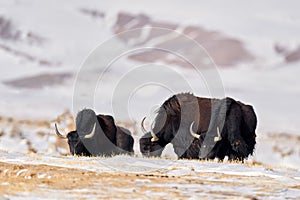 Wild yak, Bos mutus, large bovid native to the Himalayas, winter mountain codition, Tso-Kar lake, Ladakh, India. Yak from Tibetan