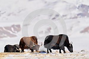 Wild yak, Bos mutus, large bovid native to the Himalayas, winter mountain codition, Tso-Kar lake, Ladakh, India. Yak from Tibetan