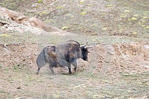 Wild yak, bos mutus in qinghai