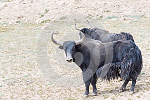 Wild yak closeup in nature reserve