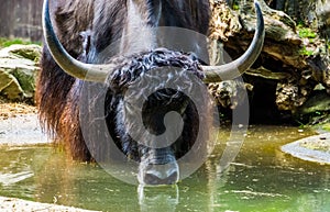 Wild yak drinking some water out of a water puddle, Yak with its face in closeup, tropical cattle specie from the himalaya